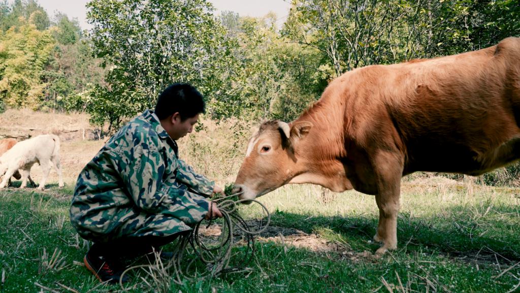 河内1.5分彩：95 后青年返乡创业：回村养牛，逆流而上